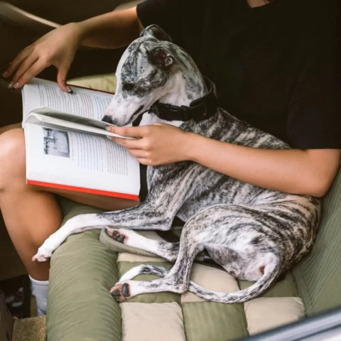 Seggiolino Auto Posteriore Per Cani – Installazione Facile E Stabilità 